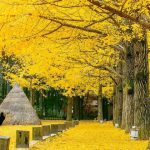 Du lịch mùa thu và những điểm đến đẹp nhất châu Á