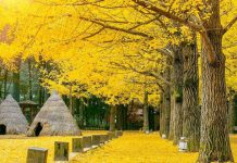Du lịch mùa thu và những điểm đến đẹp nhất châu Á